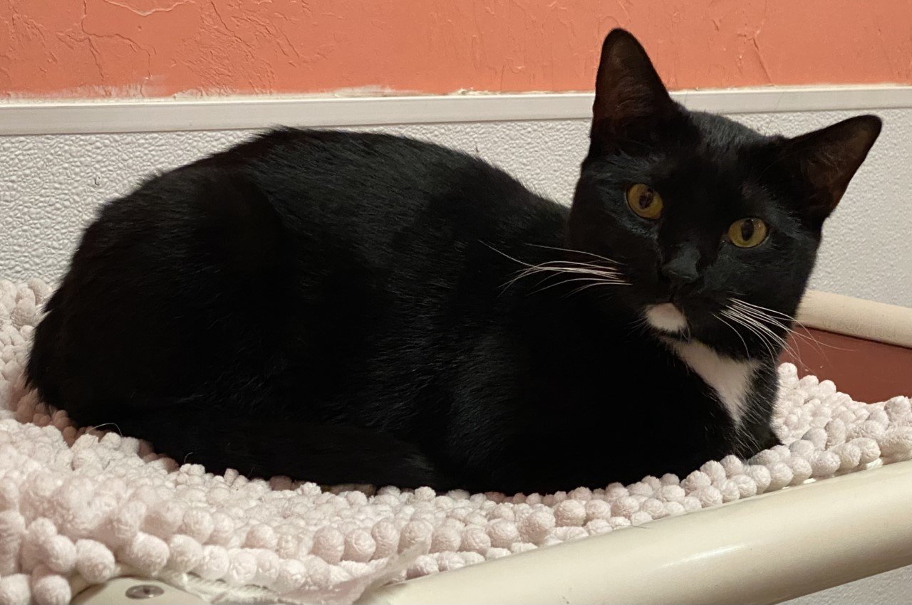 When you do things from your soul, you feel like a river moving in you, a joy." This is River and she will bring you pure joy. She is one year old, spayed and up to date on vaccinations. Come meet River at Caloosa Humane Society, 1200 Pratt Blvd., LaBelle.